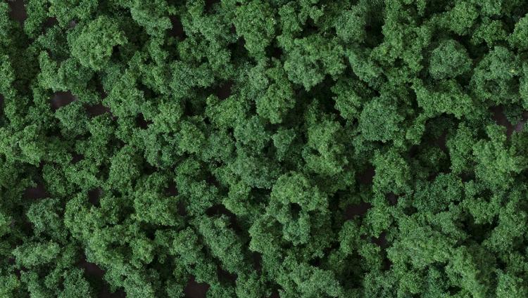 model bushes