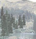 A scenic view of a forest with pine trees next to a body of water, likely a pond or river.