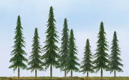 Spruce trees