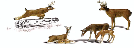 Woodland Scenics 2738 Scenic Accents(R) -- White-Tail Deer pkg(6), O Scale