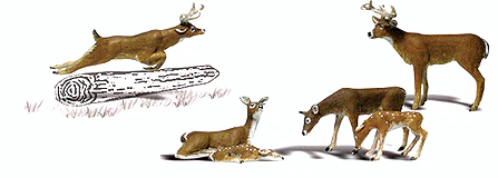 Woodland Scenics deer