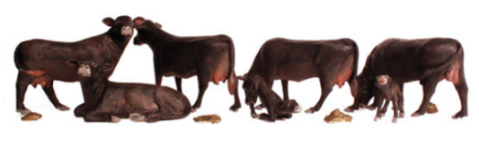 A set of hand-painted figurines of Black Angus cows in various poses, intended for use in model train setups.