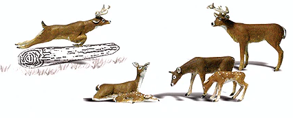 white tail deer